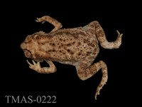 藏品(黑眶蟾蜍)的圖片